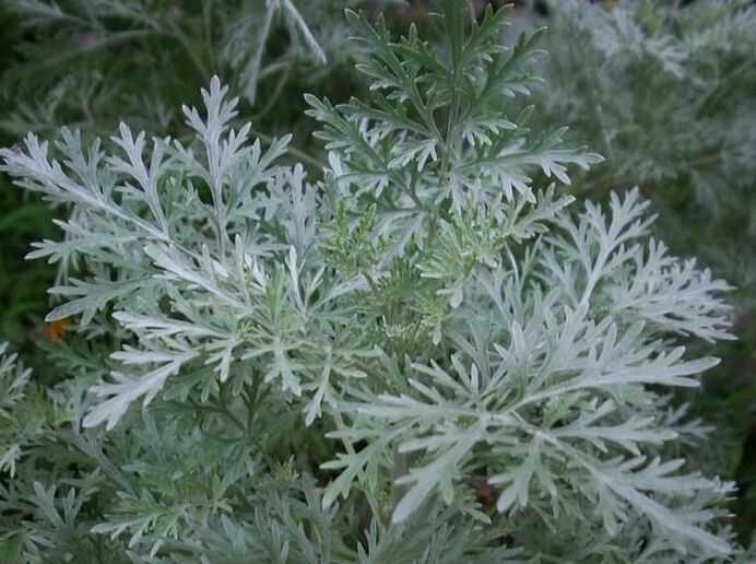 Sagebrush