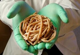 Como os vermes caen no corpo humano