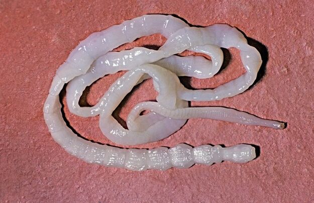 que aspecto ten unha tenia de touro