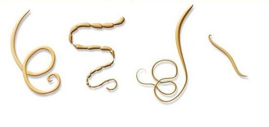 tipos máis comúns de parasitos