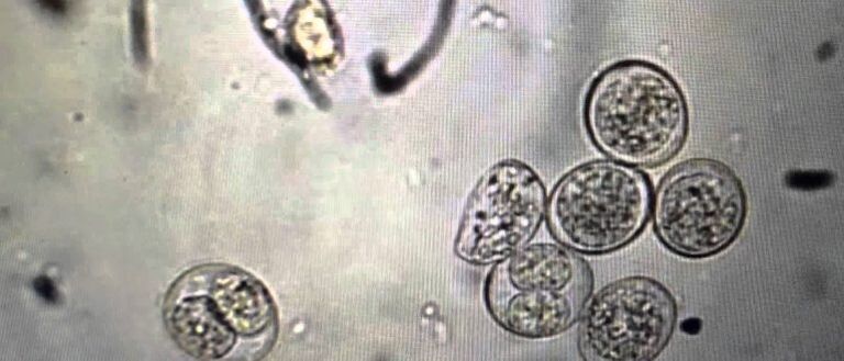 células protozoarias parasitarias